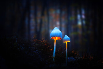 Wall Mural - A mushroom photographed in its habitat. Natural and aesthetic mushroom photograph. Nature background