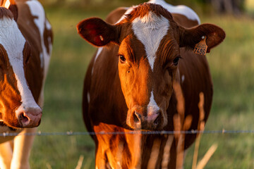 A brown and white cow watching the street on the meadow behind a fence at sunset