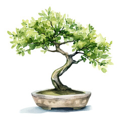 Wall Mural - A watercolor painting of a Rain Tree bonsai, isolated on a white background. Rain Tree Bonsai vector.
