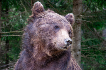 a close-up portrait of a brown bear at a rehabilitation center in the carpathian mountains of ukrain