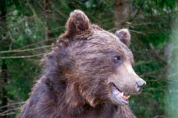 a close-up portrait of a brown bear at a rehabilitation center in the carpathian mountains of ukrain
