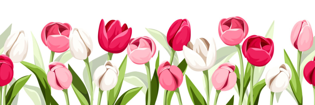 Horizontal seamless border with pink and white tulip flowers. Vector illustration