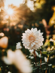 Poster - Sunlit dahlia blooms in a garden during golden hour creating a serene atmosphere