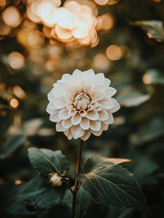 Poster - White dahlia blooms elegantly against a warm background during sunset in a serene garden setting