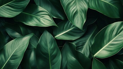 Aufkleber - Tropical green leaves nature background forming stunning foliage texture