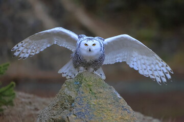 Wall Mural - Snowy owl, Bubo scandiacus, Czech republic