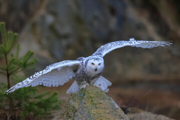 Wall Mural - Snowy owl, Bubo scandiacus, Czech republic
