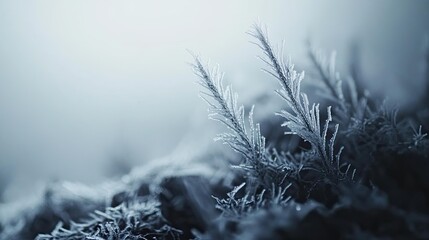 Poster - Frosty Plants Glisten In Winter Light