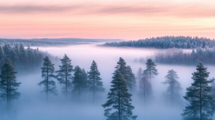 Wall Mural - as dawn breaks, a magical mist blankets the forest, shrouding the towering trees in mystery and crea