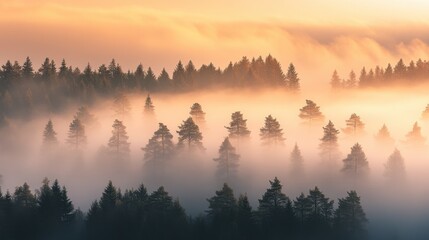 Wall Mural - as dawn breaks, a magical mist blankets the forest, shrouding the towering trees in mystery and crea