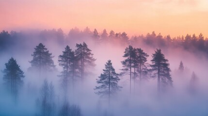 Wall Mural - as dawn breaks, a magical mist blankets the forest, shrouding the towering trees in mystery and crea