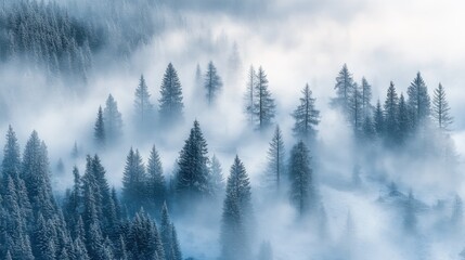Wall Mural - as dawn breaks, a magical mist blankets the forest, shrouding the towering trees in mystery and crea