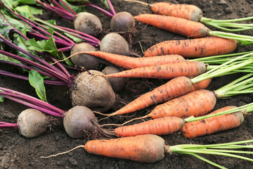 Wall Mural - Bunch of freshly harvested beetroot and carrot close up on soil ground in garden. Organic vegetables autumn harvest, farming, harvesting