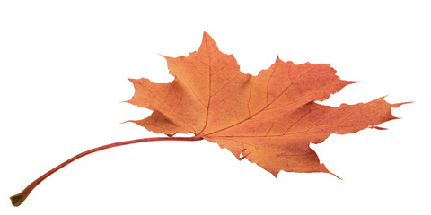 Aufkleber - A leaf with a red and yellow color. The leaf is on a white background. The leaf is in a natural setting