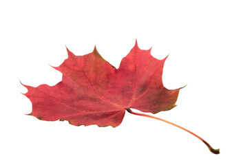 Aufkleber - A leaf with a red and yellow color. The leaf is on a white background. The leaf is in a natural setting