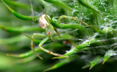 Wall Mural - little green spider on a thistle