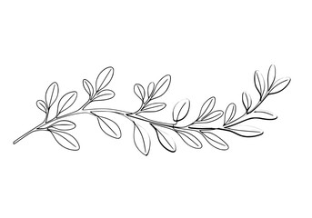 Poster - Olive branch drawing with detailed leaves and nature elements for decoration and artistic background
