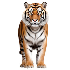 Wall Mural - tiger isolated on a white transparent background