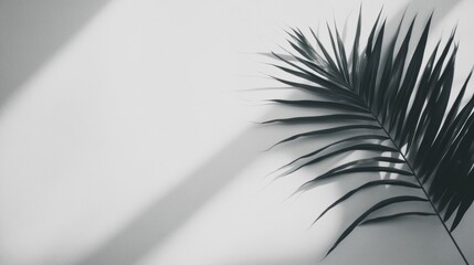 Wall Mural - Palm leaf shadows create a fascinating interplay of light and dark on a soft, light background, evoking a tranquil mood