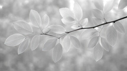 Wall Mural - Leaves on branch, sky backdrop. Nature use