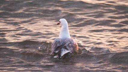 Wall Mural - Seabird shag seagull sitting on beach rock stone wings in sunset colours dramatic close up