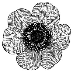 Wall Mural - Anemone flower illustration anemone drawing vector