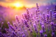 © ChannelPIC - Blooming lavender, close-up drone view, soft watercolor effect, purple flowers, plenty of space for text.
