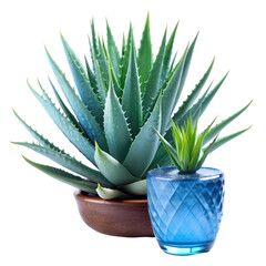 Vibrant Blue Agave & Aloe Vera Plants Isolated on White Background, Perfect for Design Projects and 