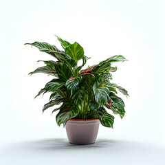 Wall Mural - Aglaonema plant in flowerpot isolated on white background