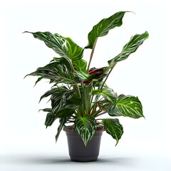 Wall Mural - Aglaonema plant in flowerpot isolated on white background