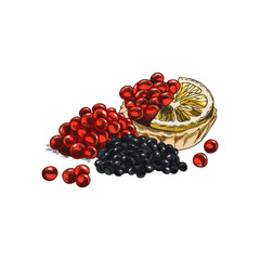 engraved watercolor illustration of red and black caviar with lemon in tartlets.