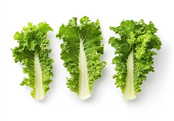 Wall Mural - Three fresh green lettuce leaves isolated on white background.