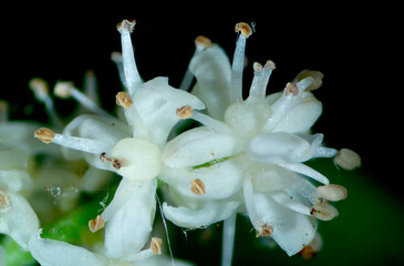 closeup of a white canada mayflower, with ovary and stamens.