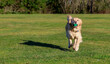 © Mat Hayward - Happy and friendly golden retriever dog running in green grass at a park with a ball in his mouth. The purebred pet is having fun with exercise outside.