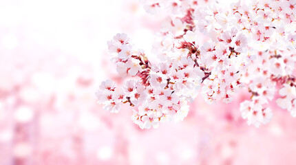 Aufkleber - Horizontal banner with sakura flowers of pink color on sunny backdrop. Beautiful nature spring background with a branch of blooming sakura. Sakura blossoming season in Japan