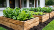 © siraphol - Fresh lettuce growing in raised garden beds in community garden