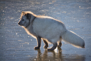 Poster - close up detailed backlit portrait of an arctic fox as it stands on the ice