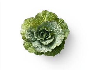 Wall Mural - Overhead view of a fresh green cabbage.