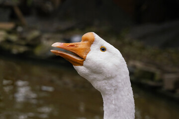 Wall Mural - a white goose poses elegantly with its neck extended by a tranquil pond.