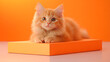 © TK - A fluffy orange kitten sits on an orange platform, gazing curiously at the camera with bright, expressive eyes