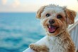 © redflower - Adorable Dog on a Cruise Ship at Sunset