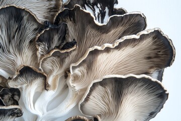 close-up of oyster mushrooms, showing texture and color variations.