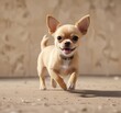 © Chanchai - beige Chihuahua puppy running with excitement, small Chihuahua, furry friend