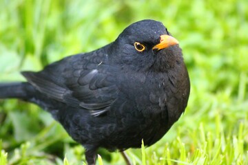 Sticker - Blackbird close-up on grass