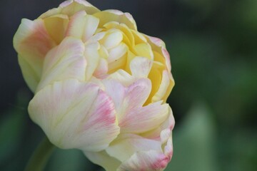 Sticker - Delicate yellow and pink tulip in bloom.