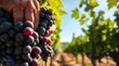 © Ardi - Harvest time in the vineyard.  Hands carefully picking ripe, dark grapes ready for winemaking.  Sun-drenched vines extend to the horizon.