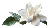 gardenia flower isolated on transparent background