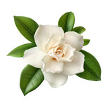 gardenia flower isolated on transparent background