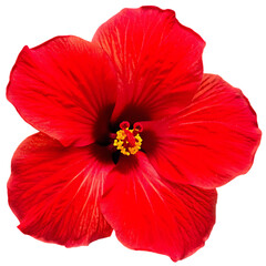 hibiscus red flower head isolated white background PNG.AI GENERATED