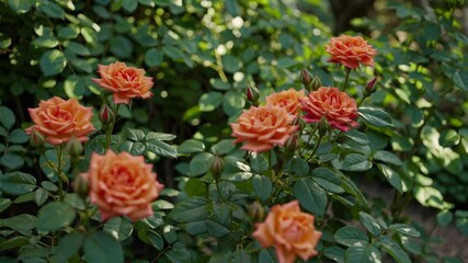 Aufkleber - Rose garden with vibrant orange roses, summer bloom. Nature and gardening concept